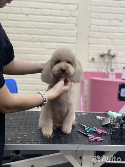 Груминг собак и кошек