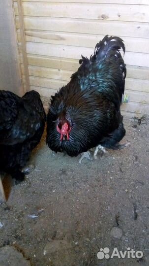 Шикарные чистые породы