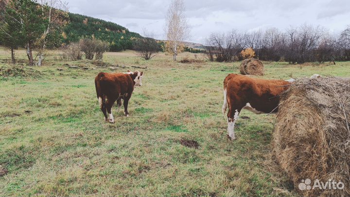 Телята бычки телки