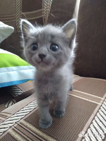 Котята в дар