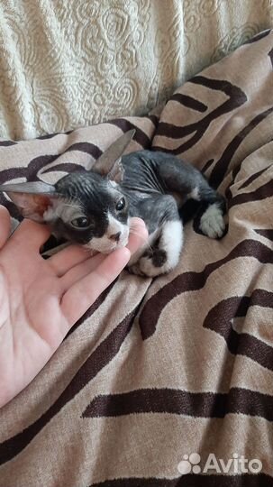 Продам кошечку донской сфинкс