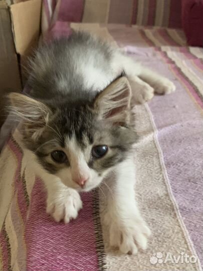 Котенок бесплатно