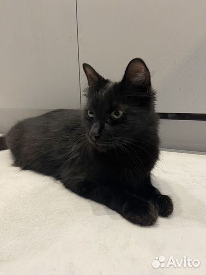 Найдена кошка,спасите девочку