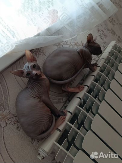 Донской сфинкс котята