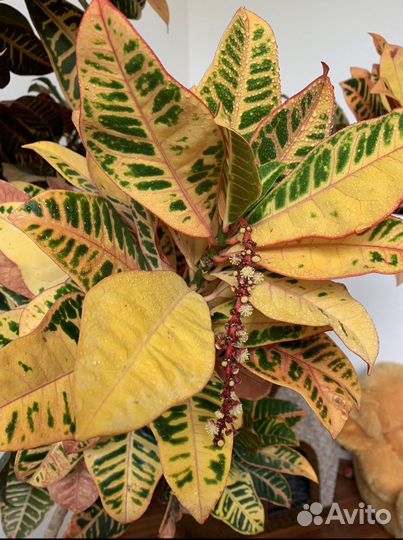 Кодиеум Кротон Петра(желтый) и (красный)