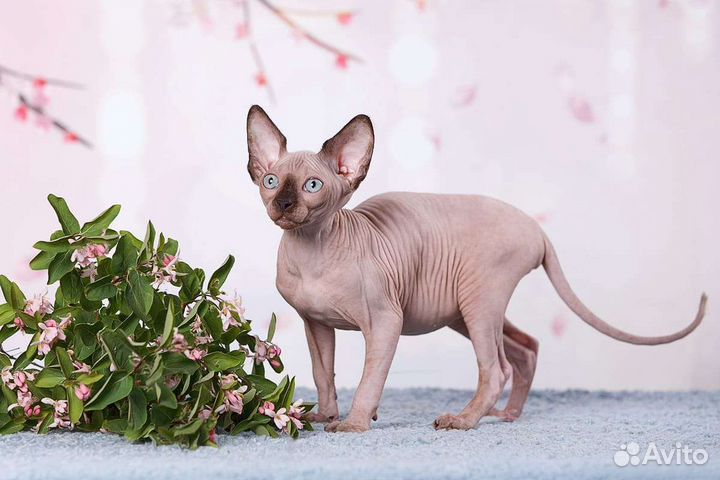 Эльф, Канадский сфинкс