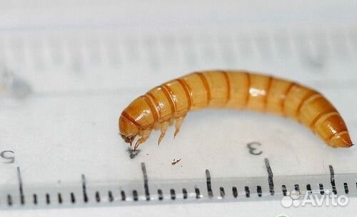 Мучной хрущь вкусняшка насекомоядным питомцам