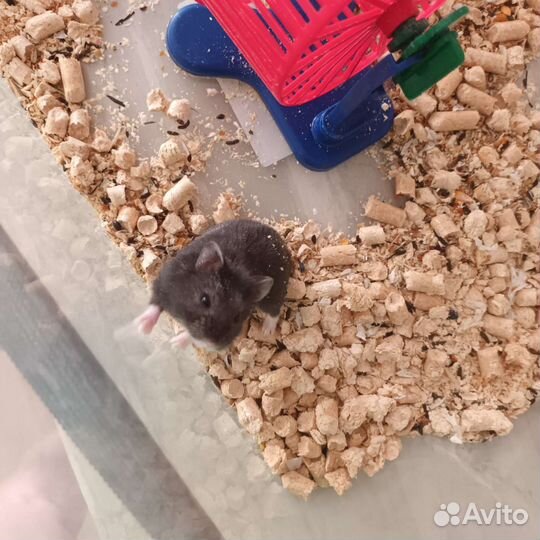 Хомяк джунгарский мальчик