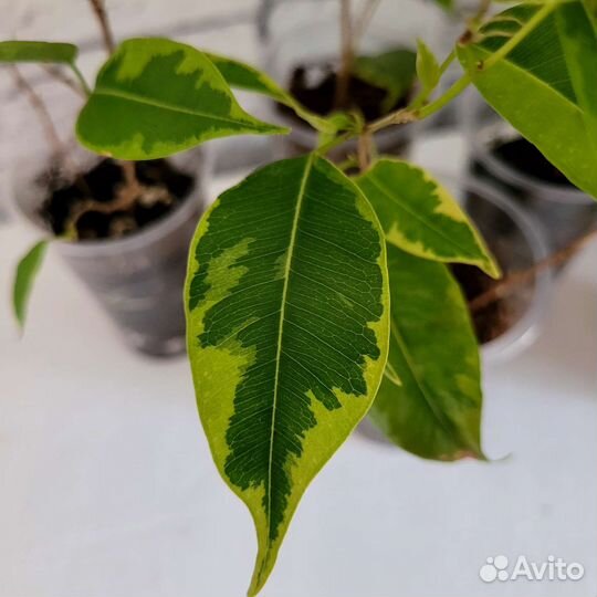 Фикус бенджамина Саманта