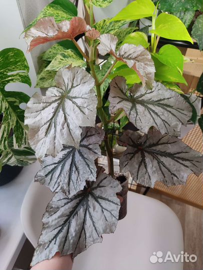 Бегония Looking glass