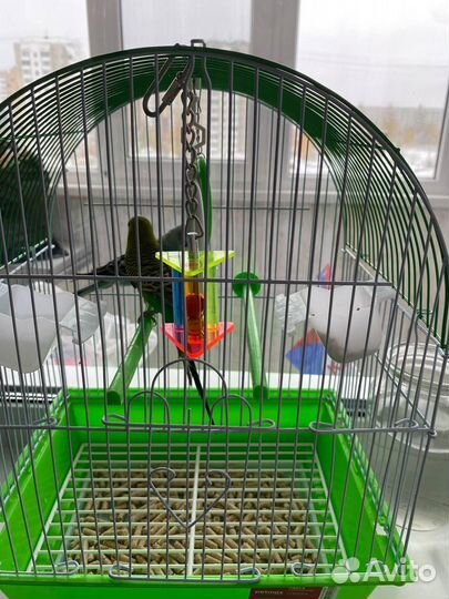 Попугай неразлучники с клеткой