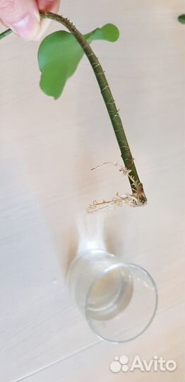 Комнатные цветы кактус стапелия эпифиллум