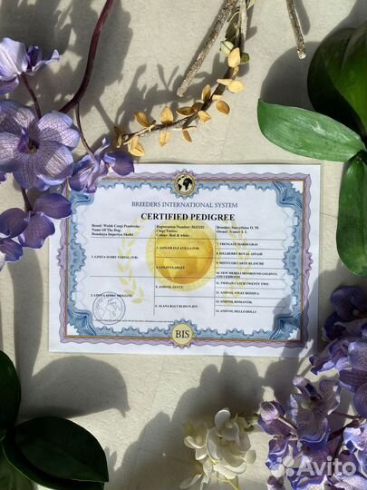 Родословные для собак BIS