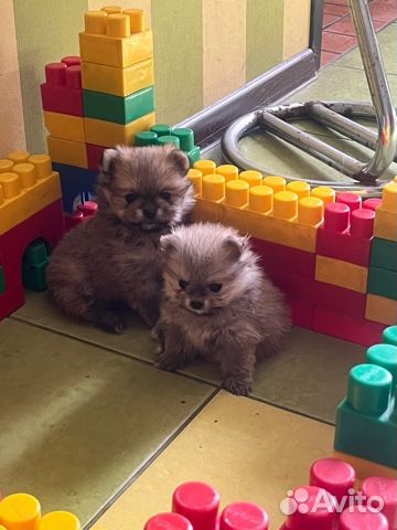 Померанский шпиц