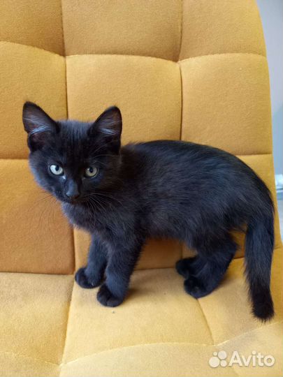 Кошки в добрые руки бесплатно