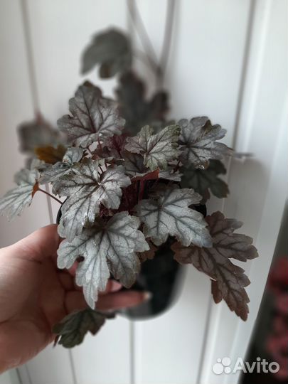 Комнатные растения цветы