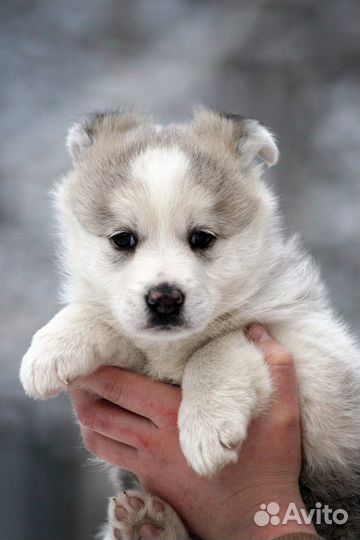 Щенуля в добрые руки