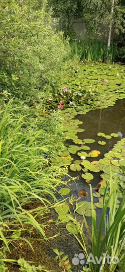 Нимфеи для пруда