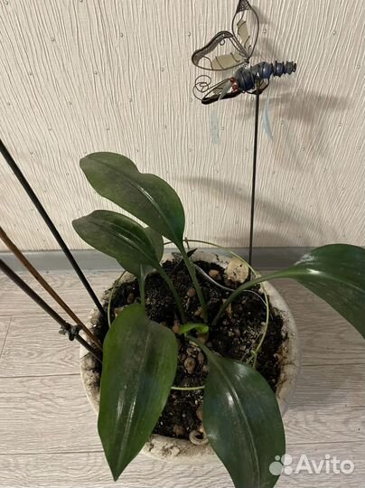 Эухарис амазонская лилия