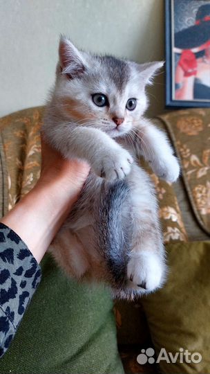 Шотландские котята скотиш страйт