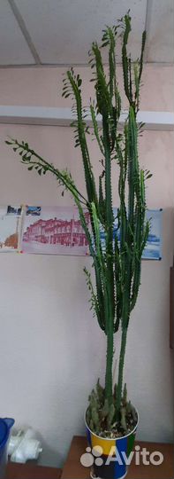 Молочай трехгранный Эуфорбия тригона большой