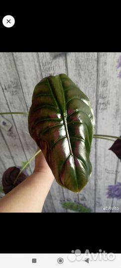 Алоказия ред секрет