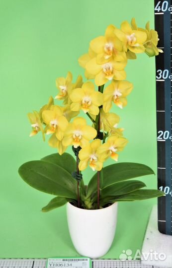 Фаленопсис ароматный YH06011