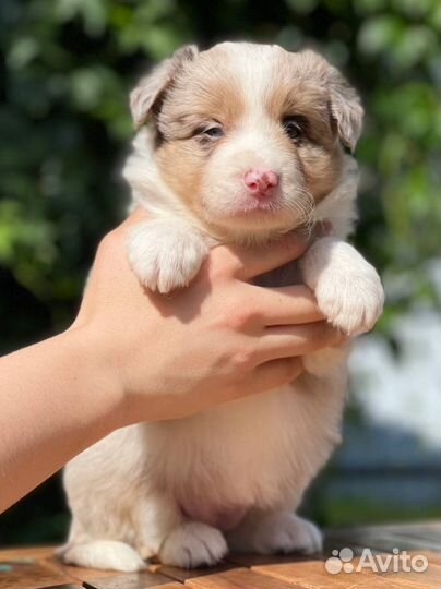 Бордер колли. Девочки и мальчики для вас