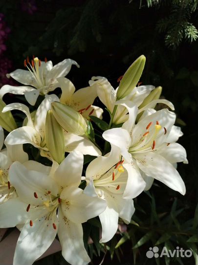 Лилии луковицы