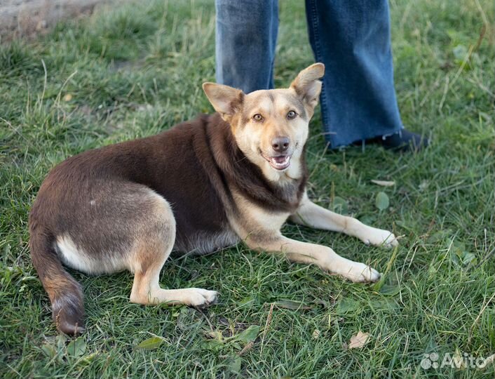 Чудесная Шоколадка очень нуждается в доме
