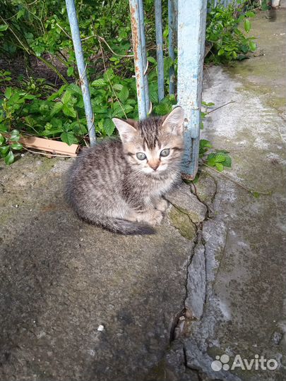 Отдам котят. Приучены к лотку