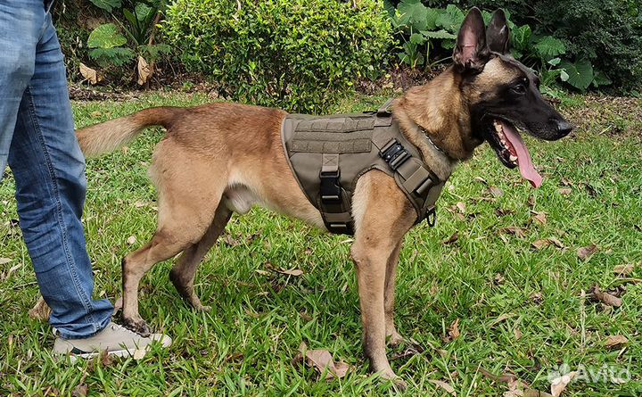 Шлейка тактическая для собаки