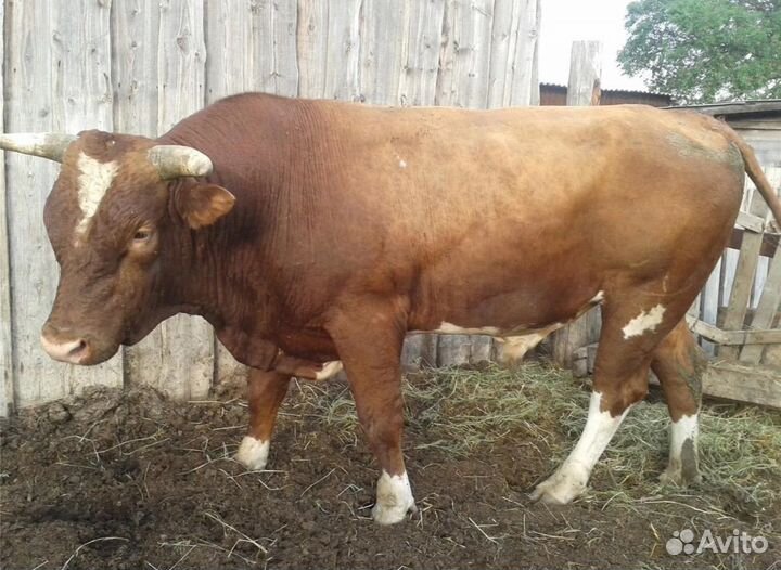 Быков, коров, телок, лошадей