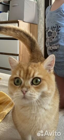 Британская золотая шиншилла кот