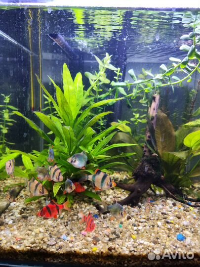 Аквариум