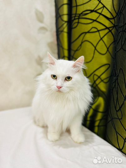 Кошка в добрые руки