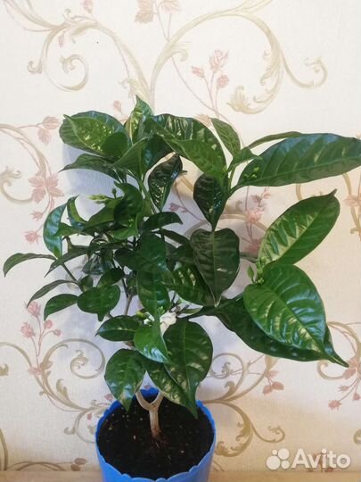 Табернемонтана