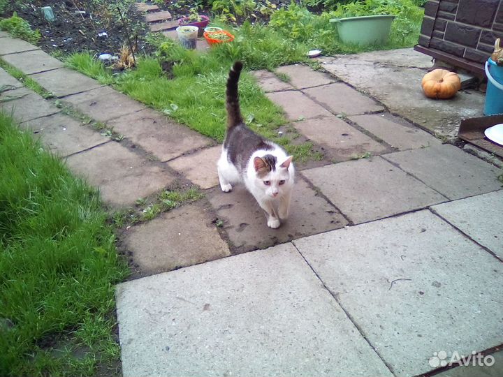 Молодой кот