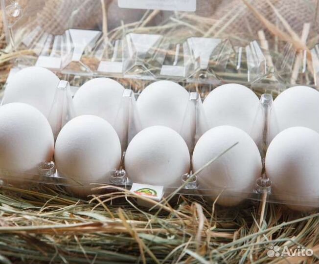 Домашнее куриное яйцо