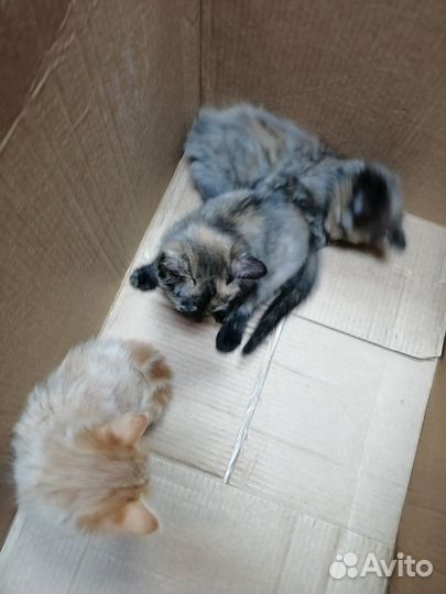 Милые котята в очень добрые руки