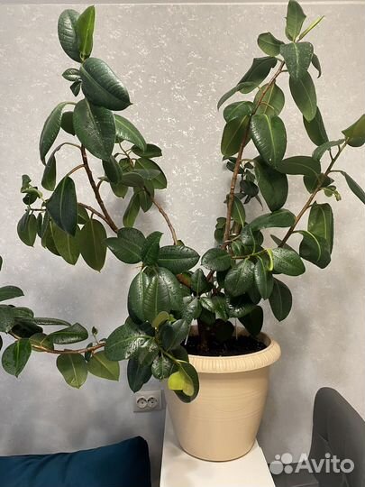 Фикус с горшком