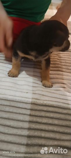 Восточноевропейская овчарка