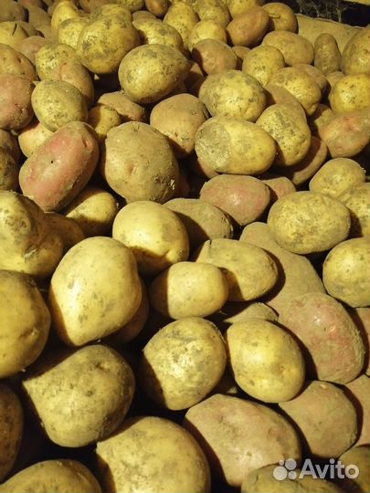Продам картофель