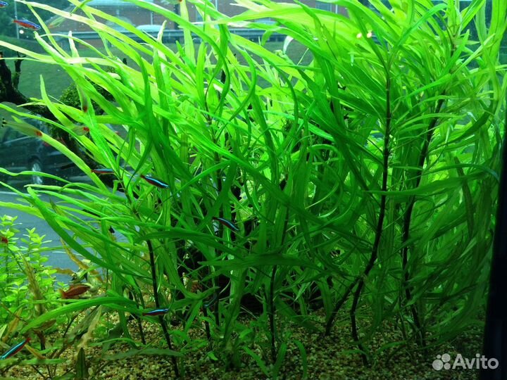 Рыбы и водоросли для видового аквариума