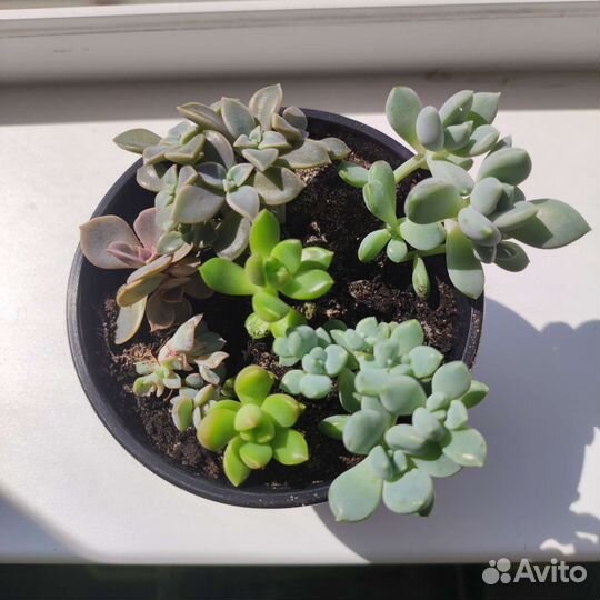 Суккуленты микс