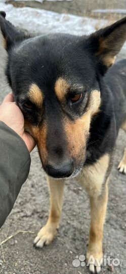 Отличного сторожа в дар