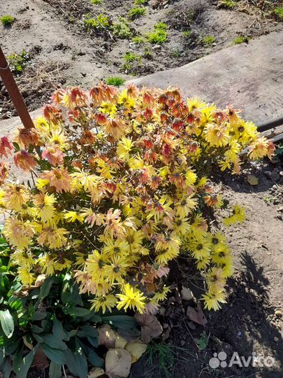 Хризантемы,дубки