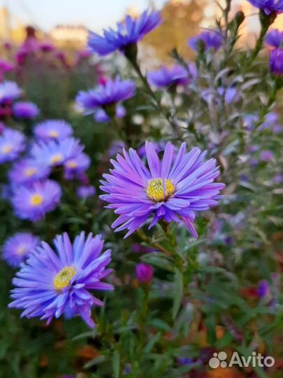 Продаю рассаду, осенние астры