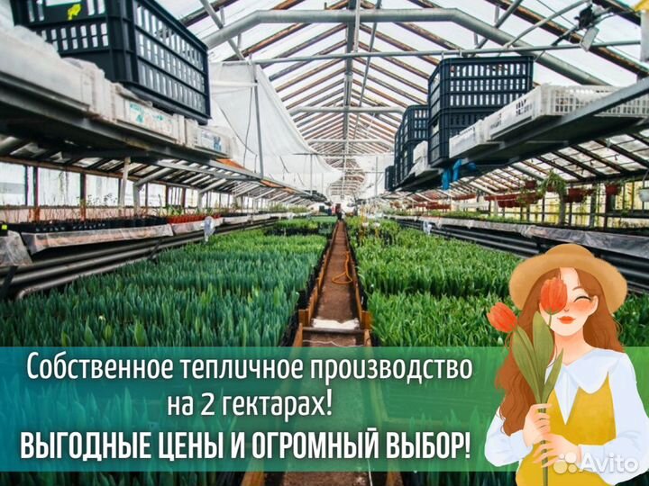 Тюльпаны оптом от производителя