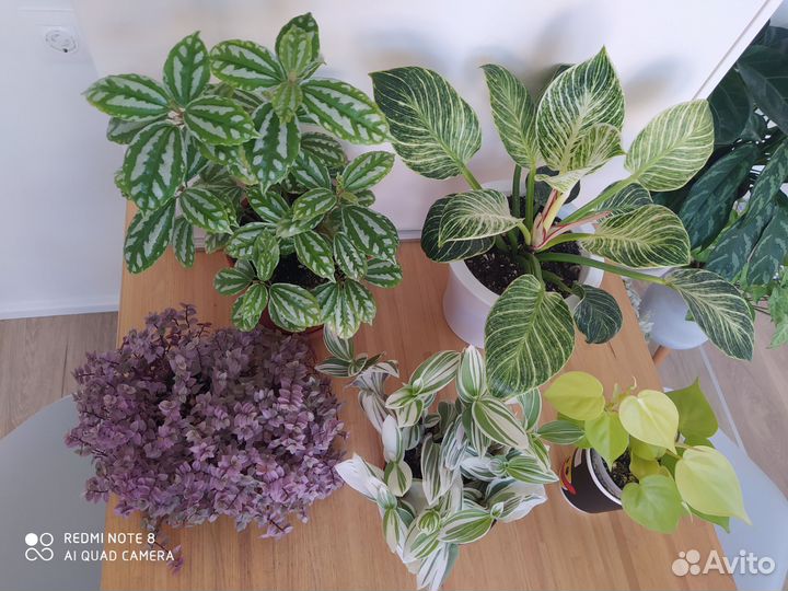 Комнатные растения